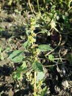 Image of Mediterranean Amaranth