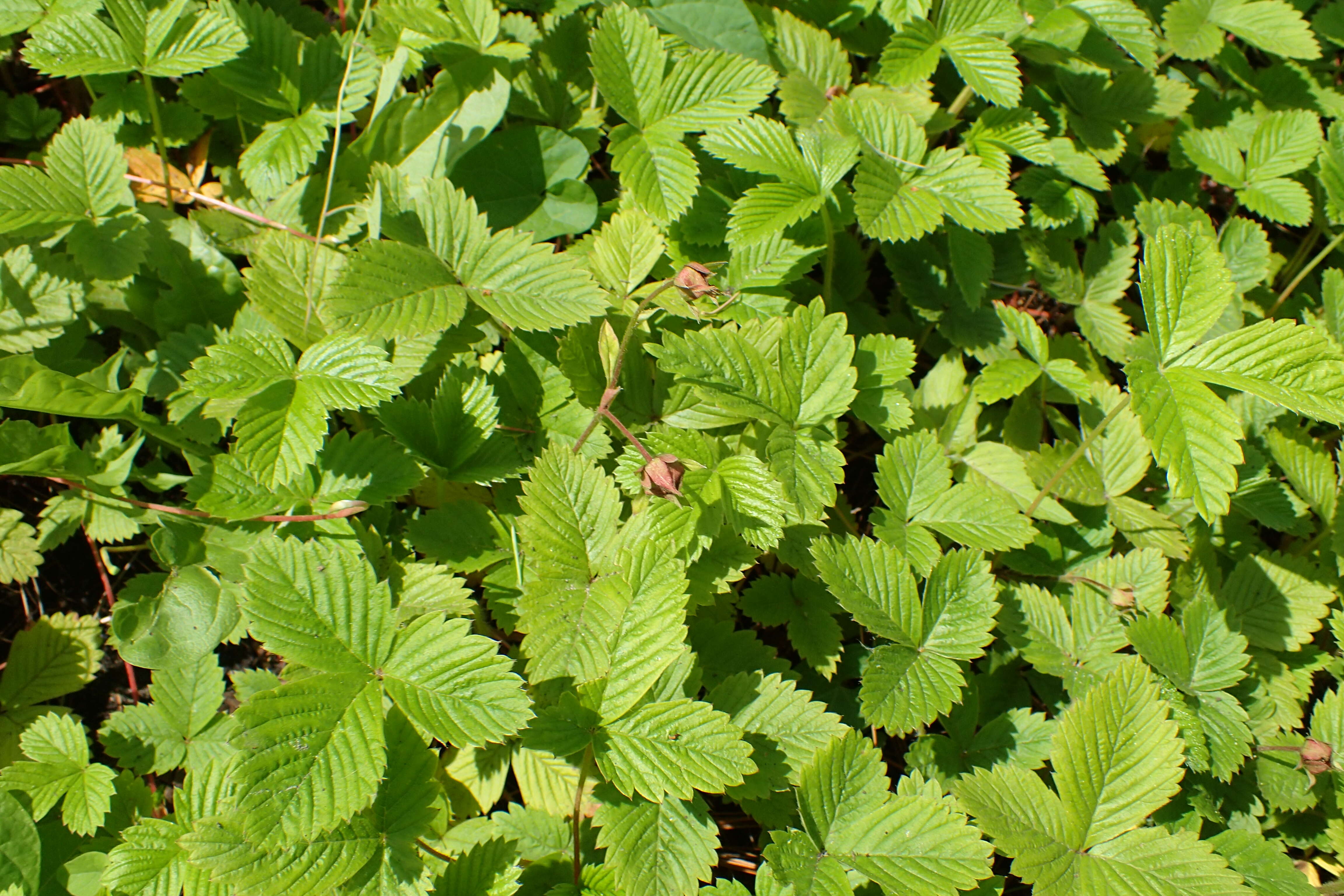 Image of Fragaria daltoniana Gay