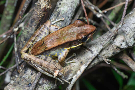 Image of Odorrana aureola Stuart, Chuaynkern, Chan-ard & Inger 2006