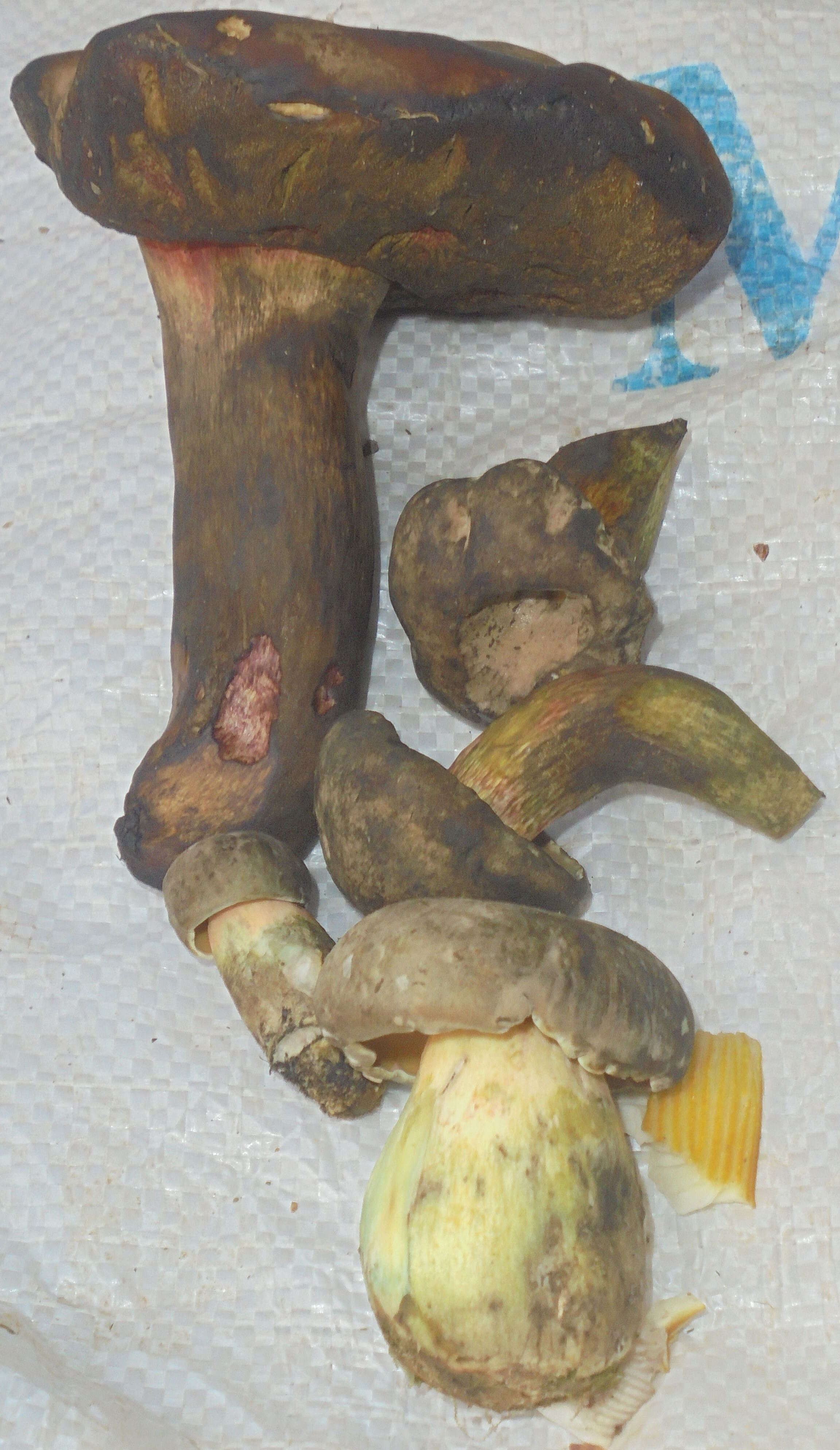 Image of Boletus manicus R. Heim 1963