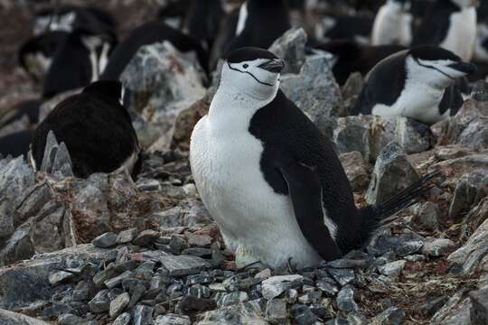 Plancia ëd Pygoscelis antarcticus (Forster & JR 1781)