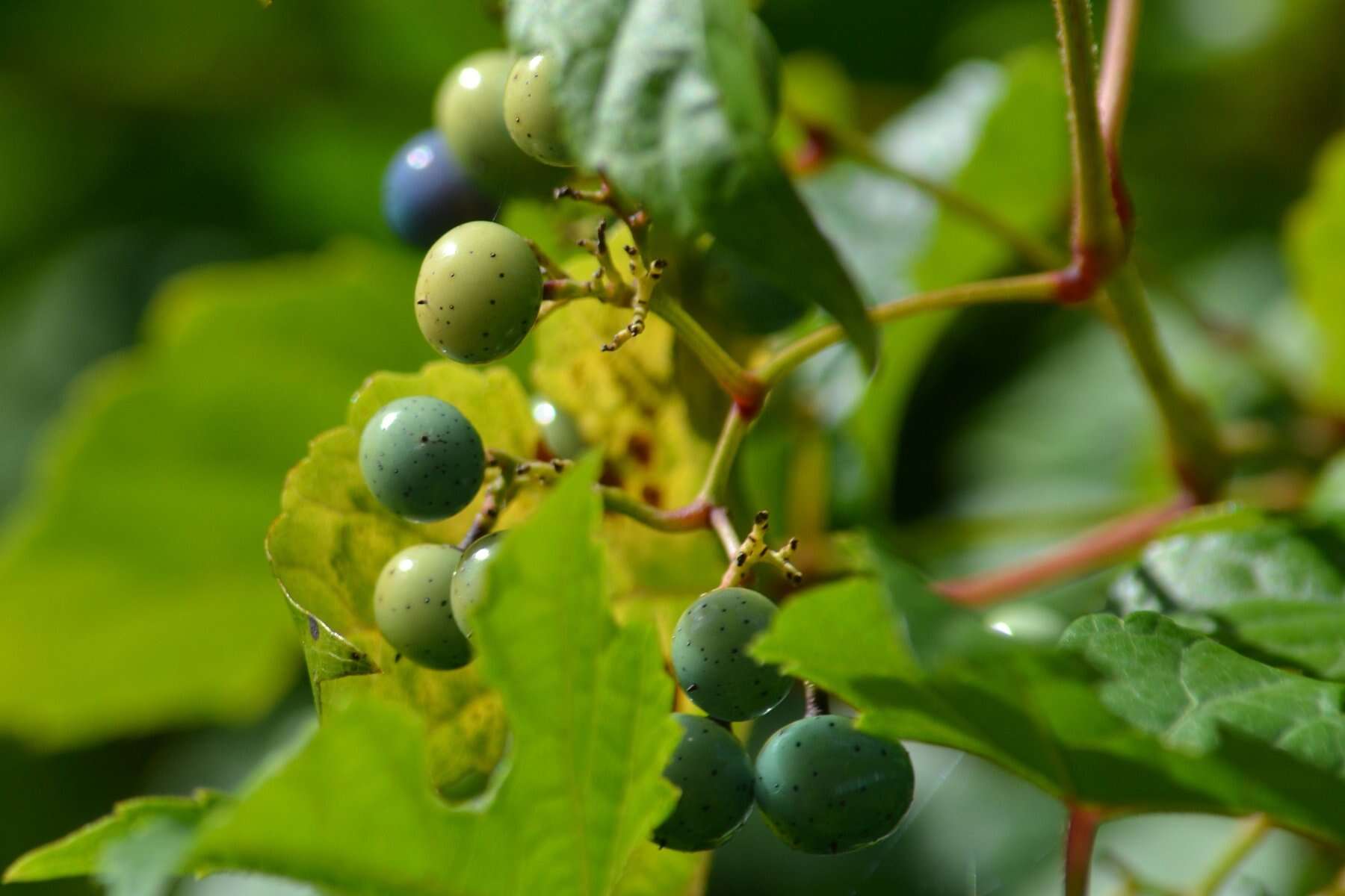 Image of Ampelopsis heterophylla var. vestita Rehd.