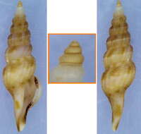 Image of Clavatula debilis