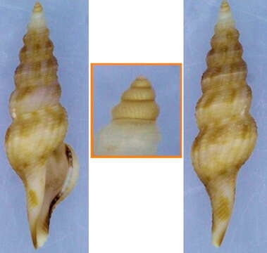 Image of Clavatula debilis