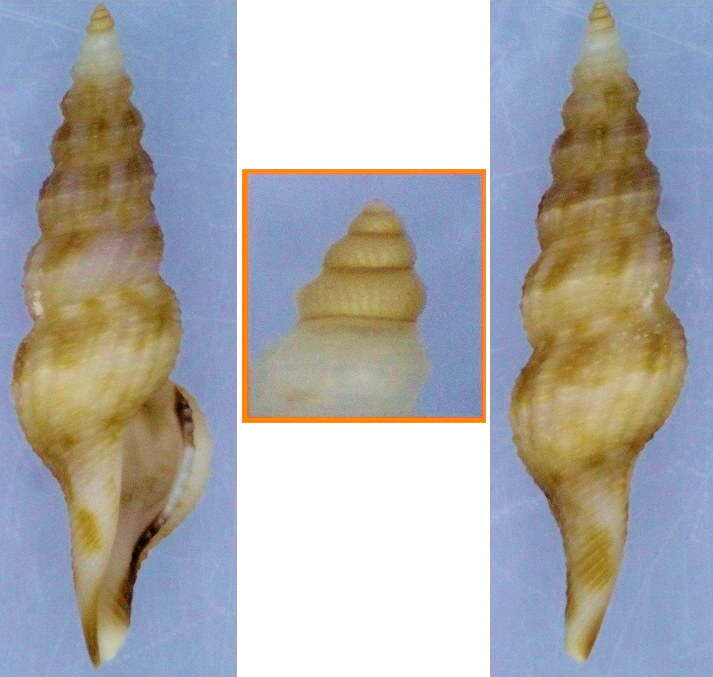 Image of Clavatula debilis