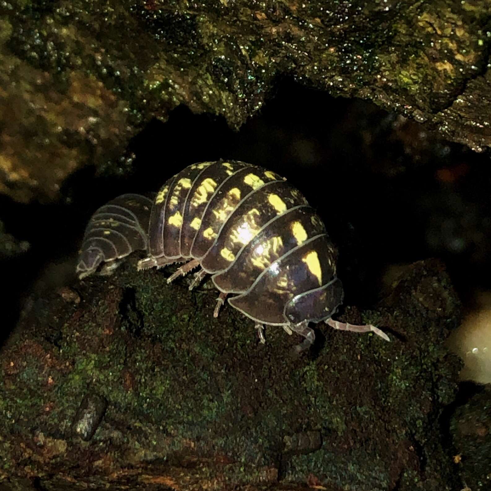 Image of Pill woodlouse