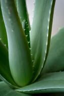 Image of Aloe vera