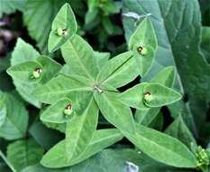 Image of sweet spurge