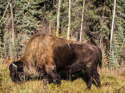 Image of Bison bison athabascae