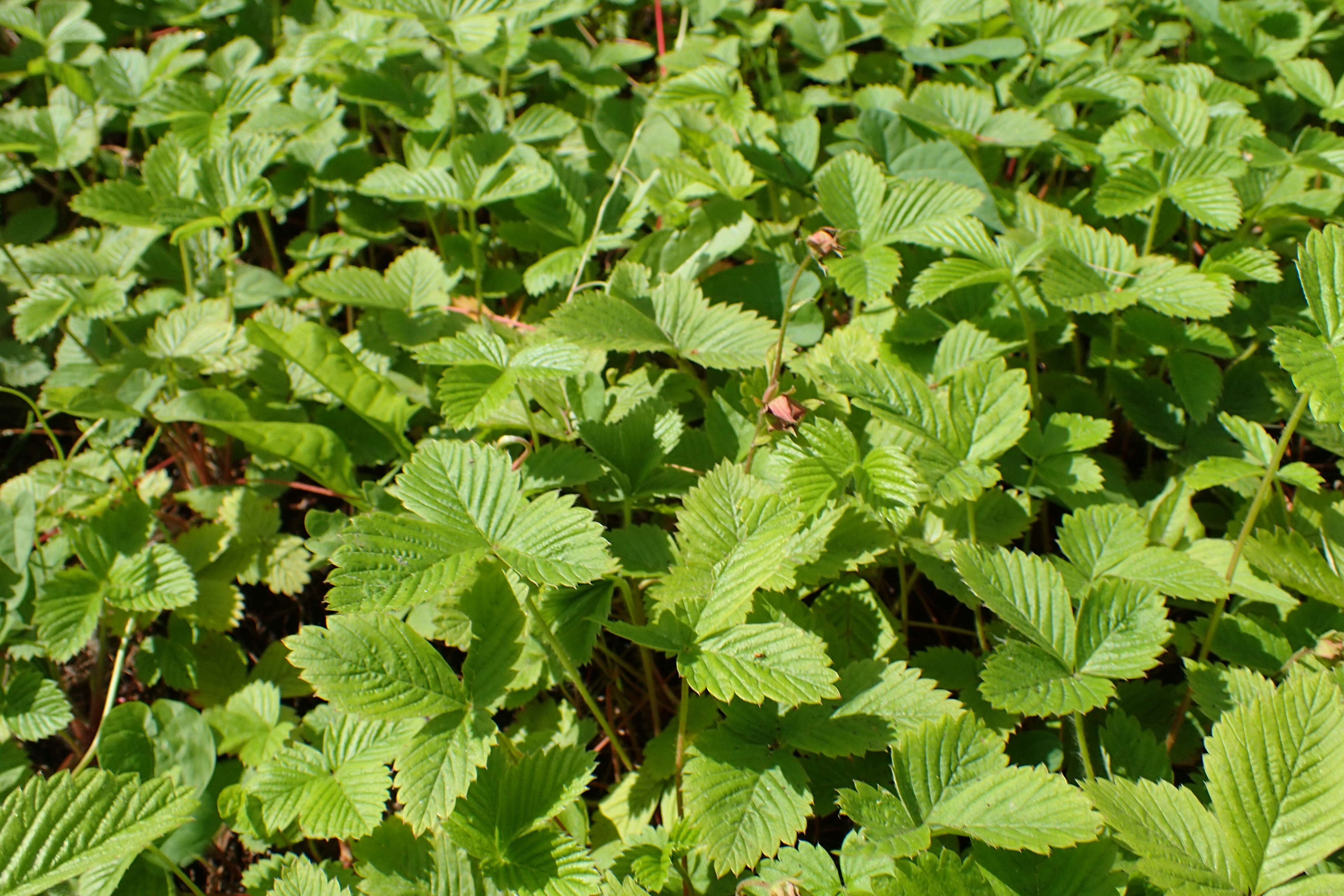 Image of Fragaria daltoniana Gay