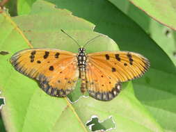 Image of Acraea terpsicore