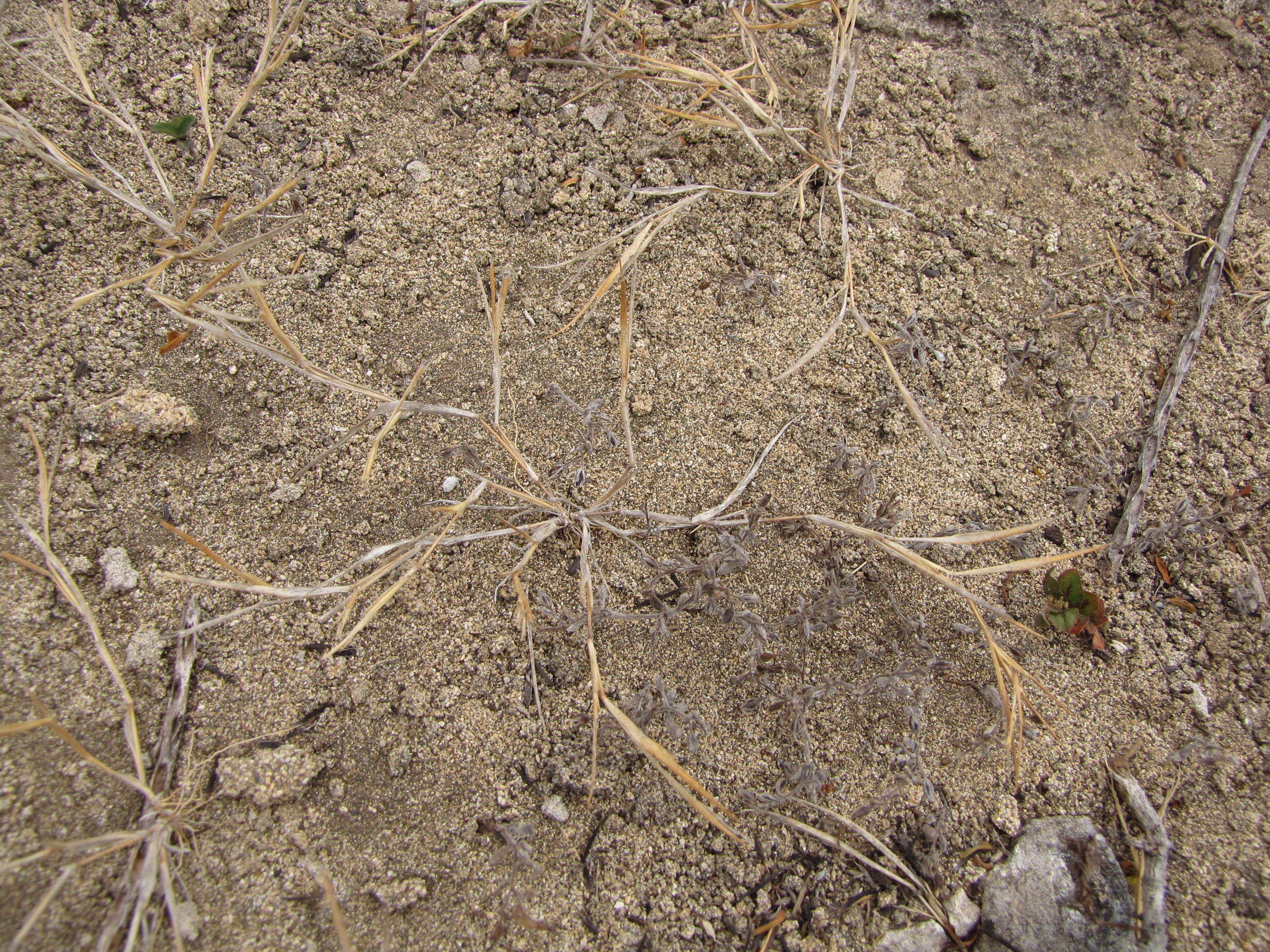 Imagem de Panicum fauriei Hitchc.