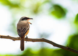 Image of Brown Shrike