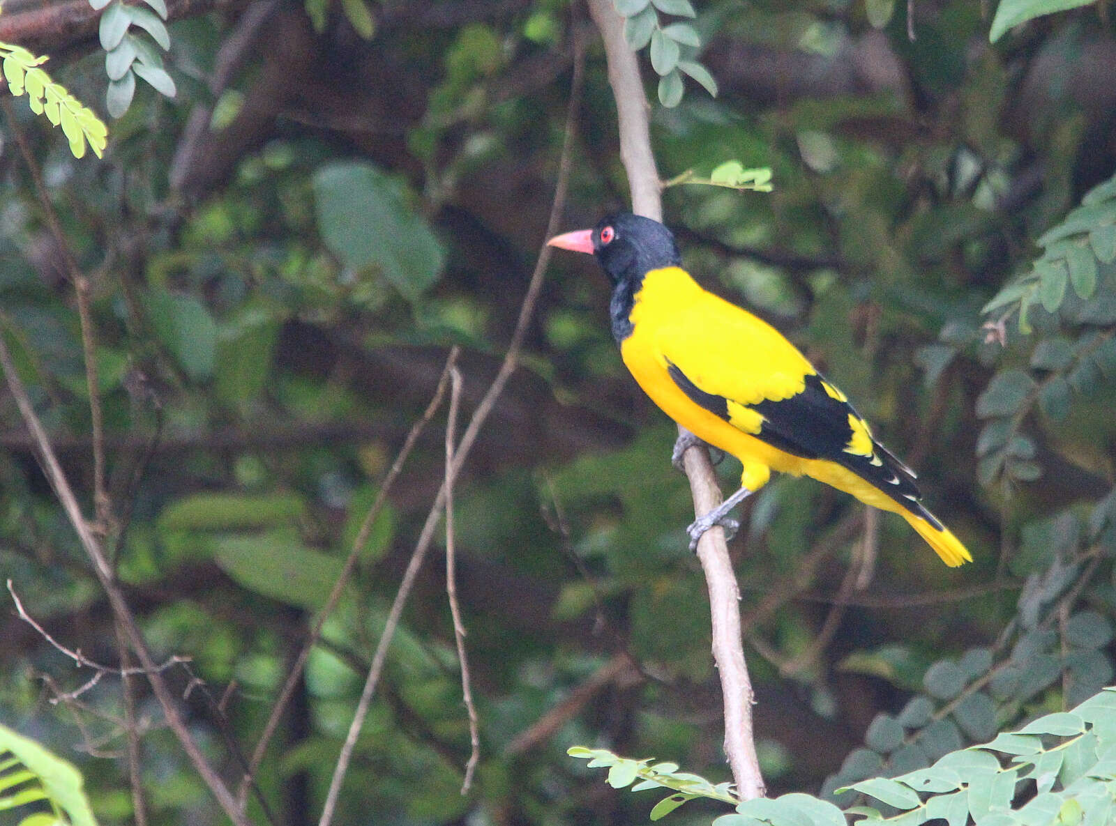 Image of Black-hooded Oriole