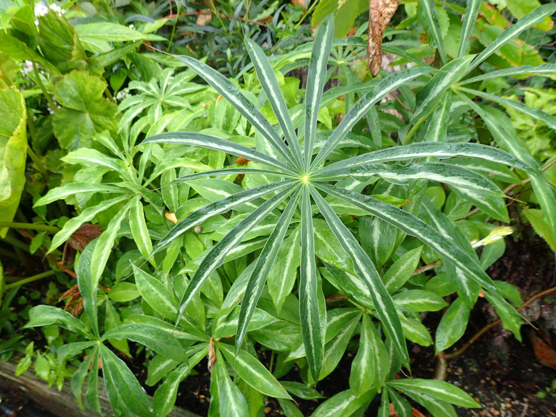 Image of Jack in the pulpit