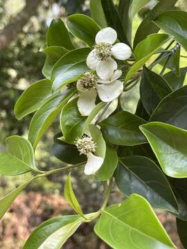 Image of Cornus hongkongensis Hemsl.