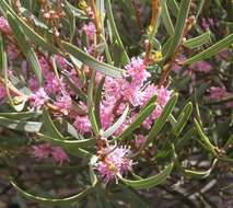 Image de Hakea erecta B. Lamont