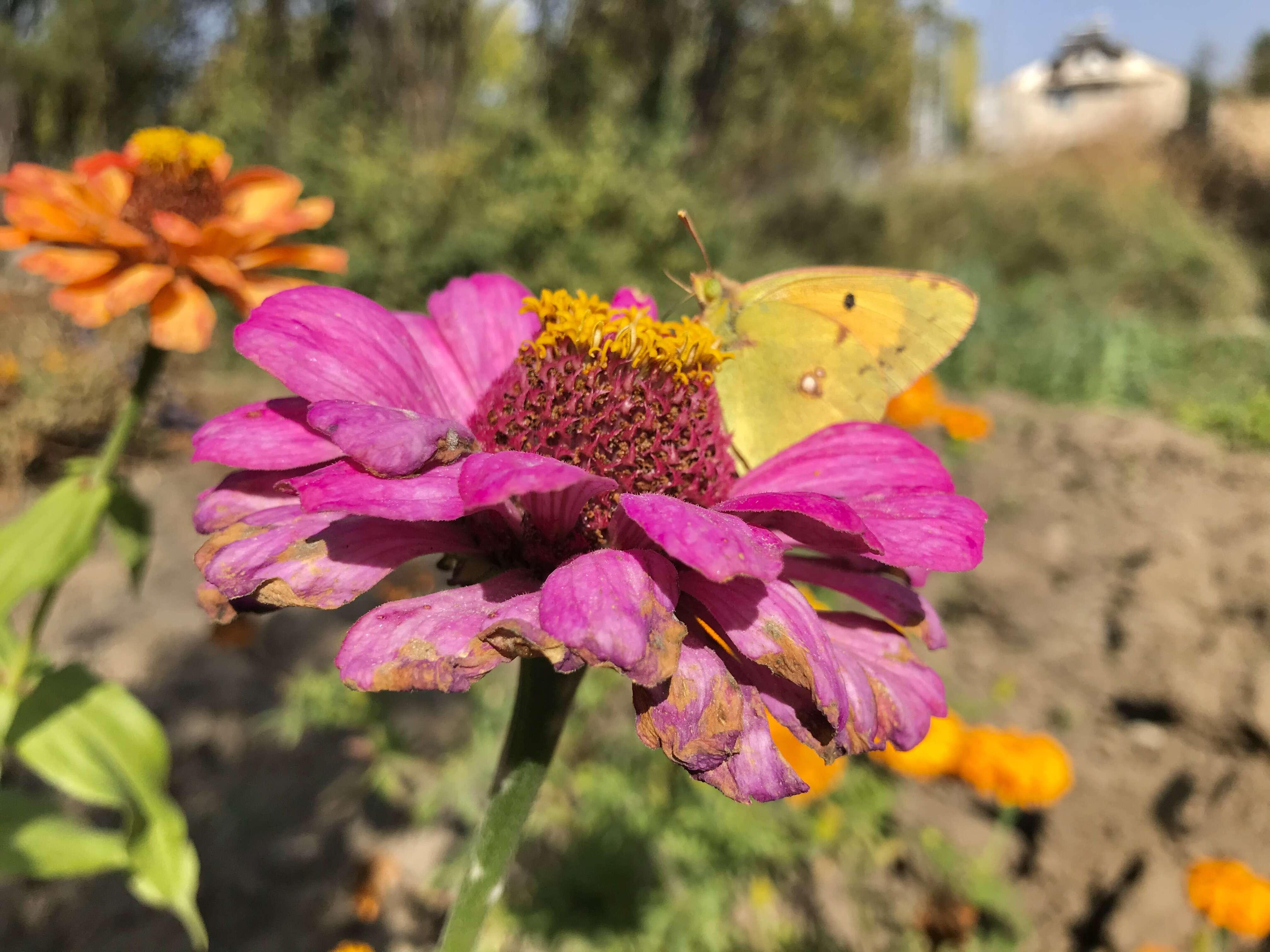 Image of Orange Sulphur