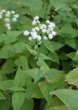 Plancia ëd Ageratina altissima (L.) R. King & H. Rob.