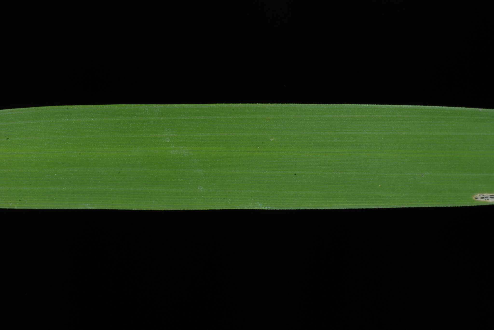 Image of whitegrass