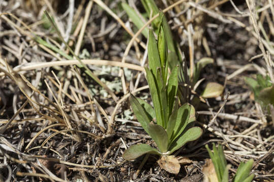 Image of Parry's bellflower