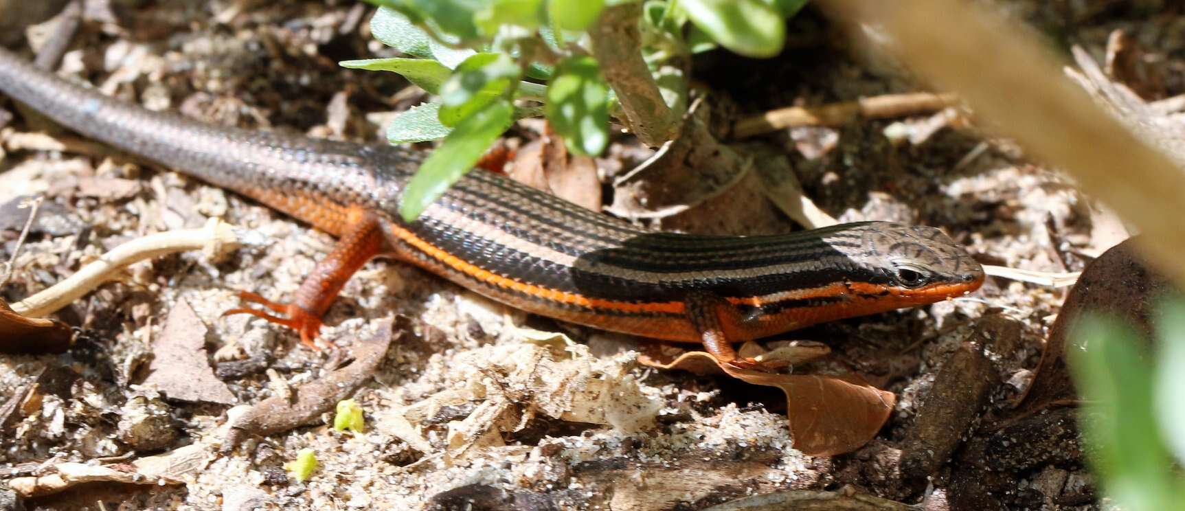 Image of Trachylepis homalocephala (Wiegmann 1828)