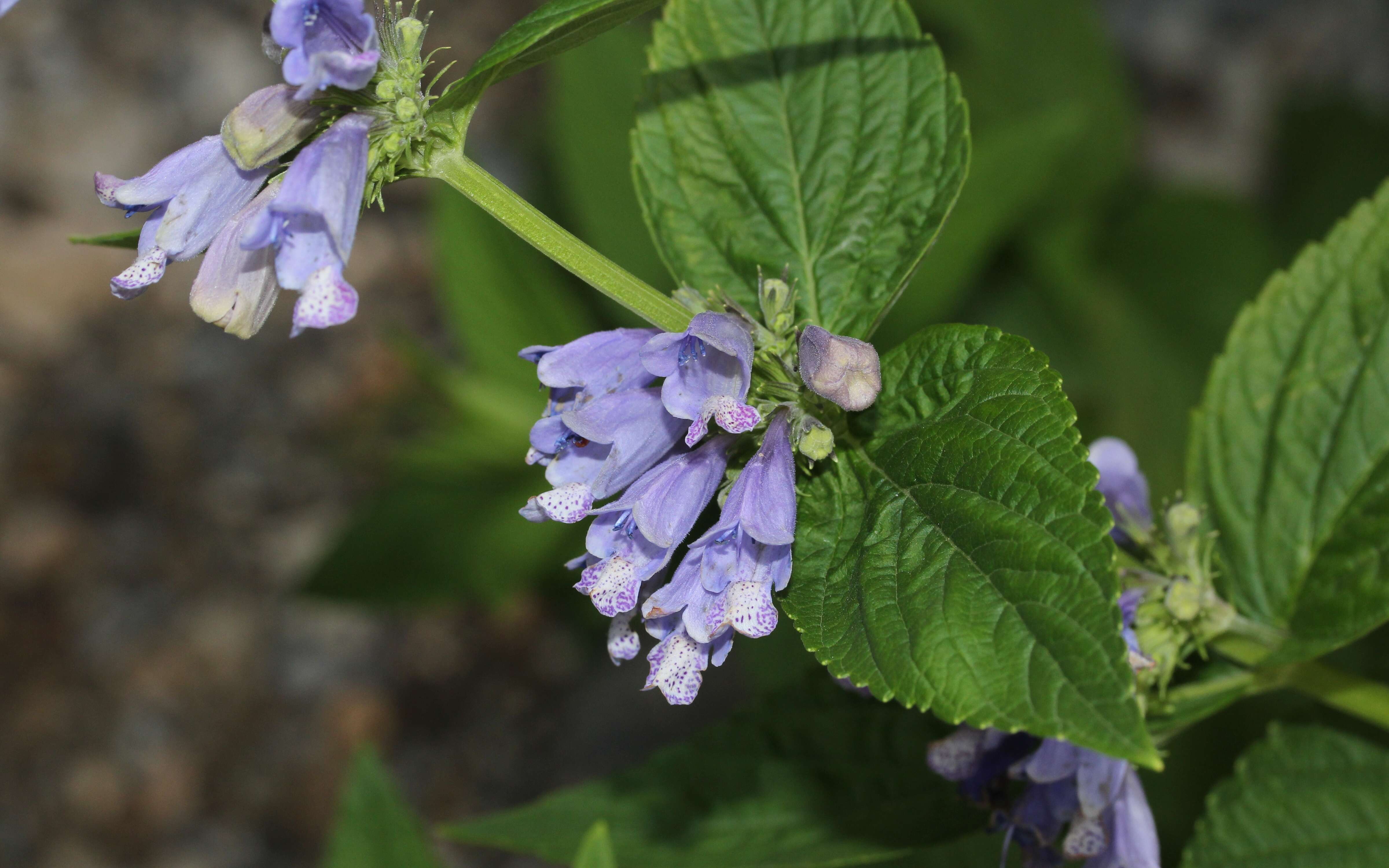 Nepeta subsessilis Maxim. resmi