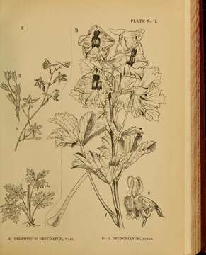 Image of Delphinium brunonianum Royle