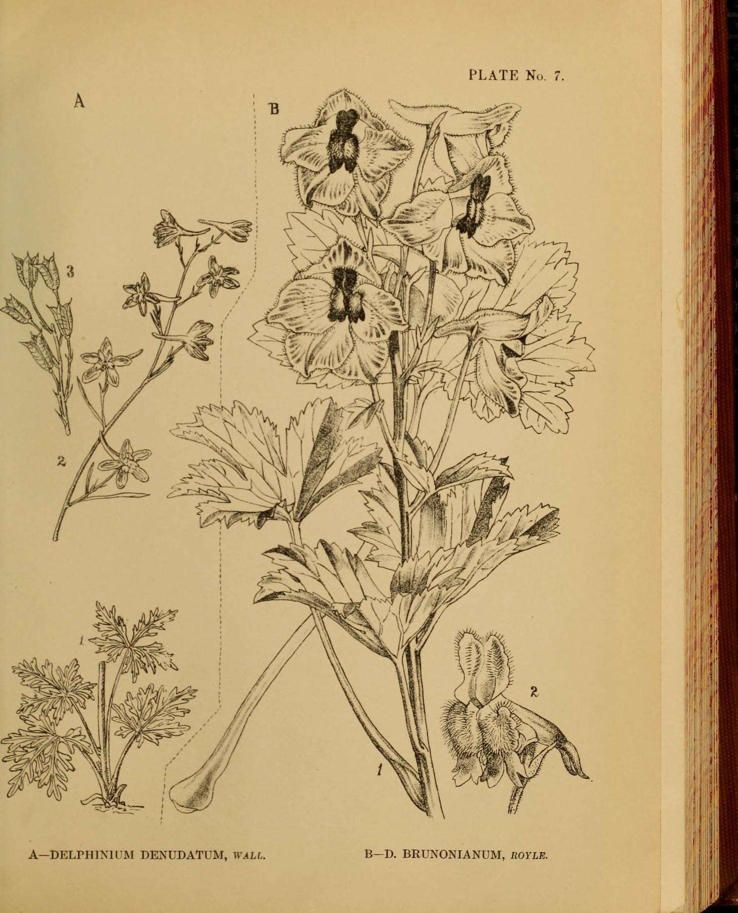 Image of Delphinium brunonianum Royle