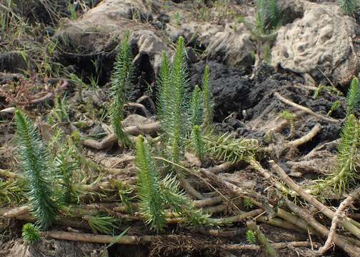 Image of Mare's Tail