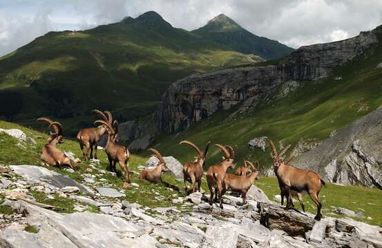 Plancia ëd Capra ibex Linnaeus 1758