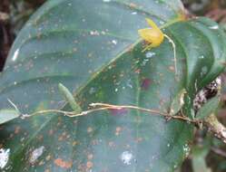 Image of Bulbophyllum dryas Ridl.