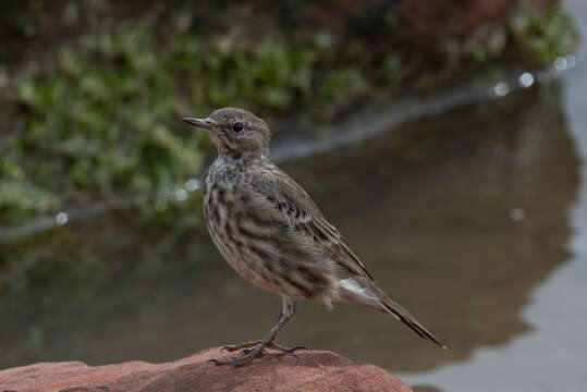 Anthus petrosus (Montagu 1798) resmi