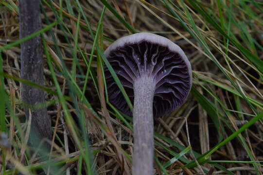 Image of Laccaria amethystina Cooke 1884