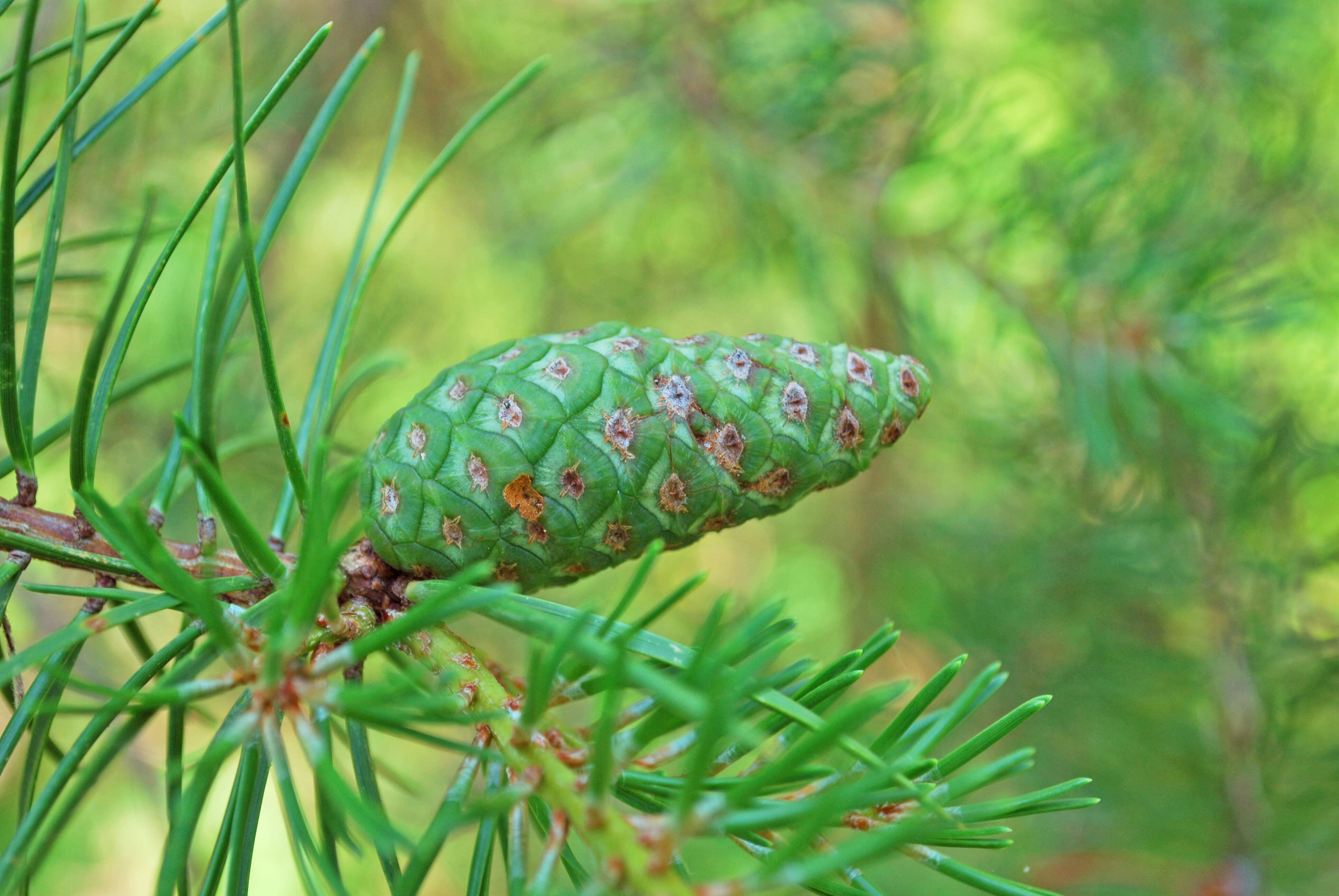 Image of jack pine