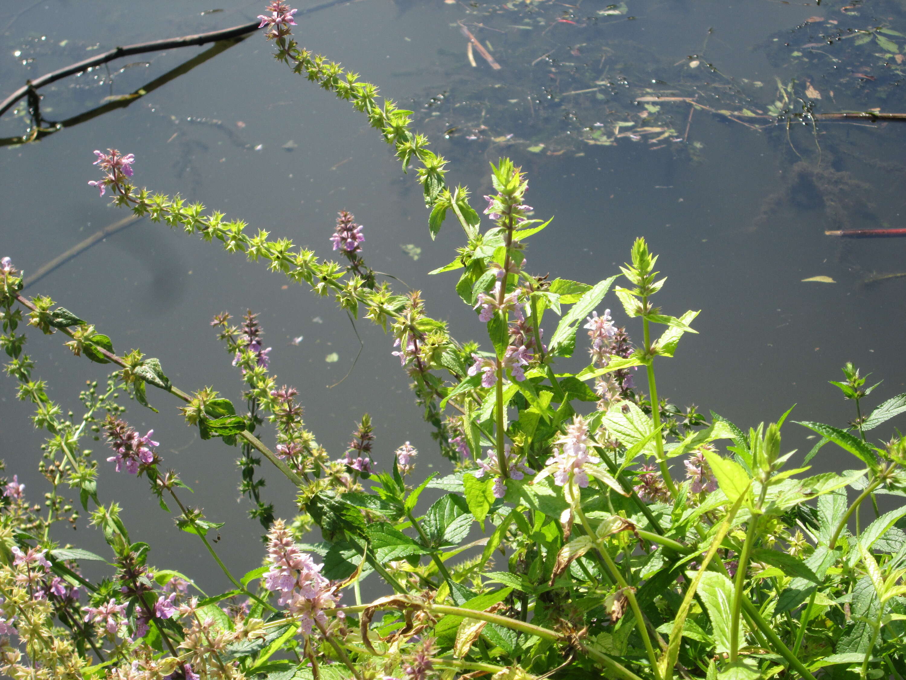 Слика од Stachys palustris L.