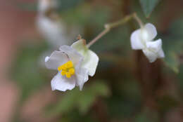 Слика од Begonia dregei Otto & A. Dietr.
