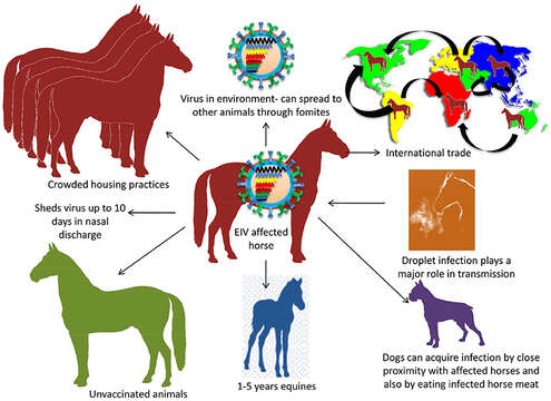 Plancia ëd Influenza A virus