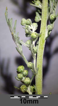 Image of Roman wormwood