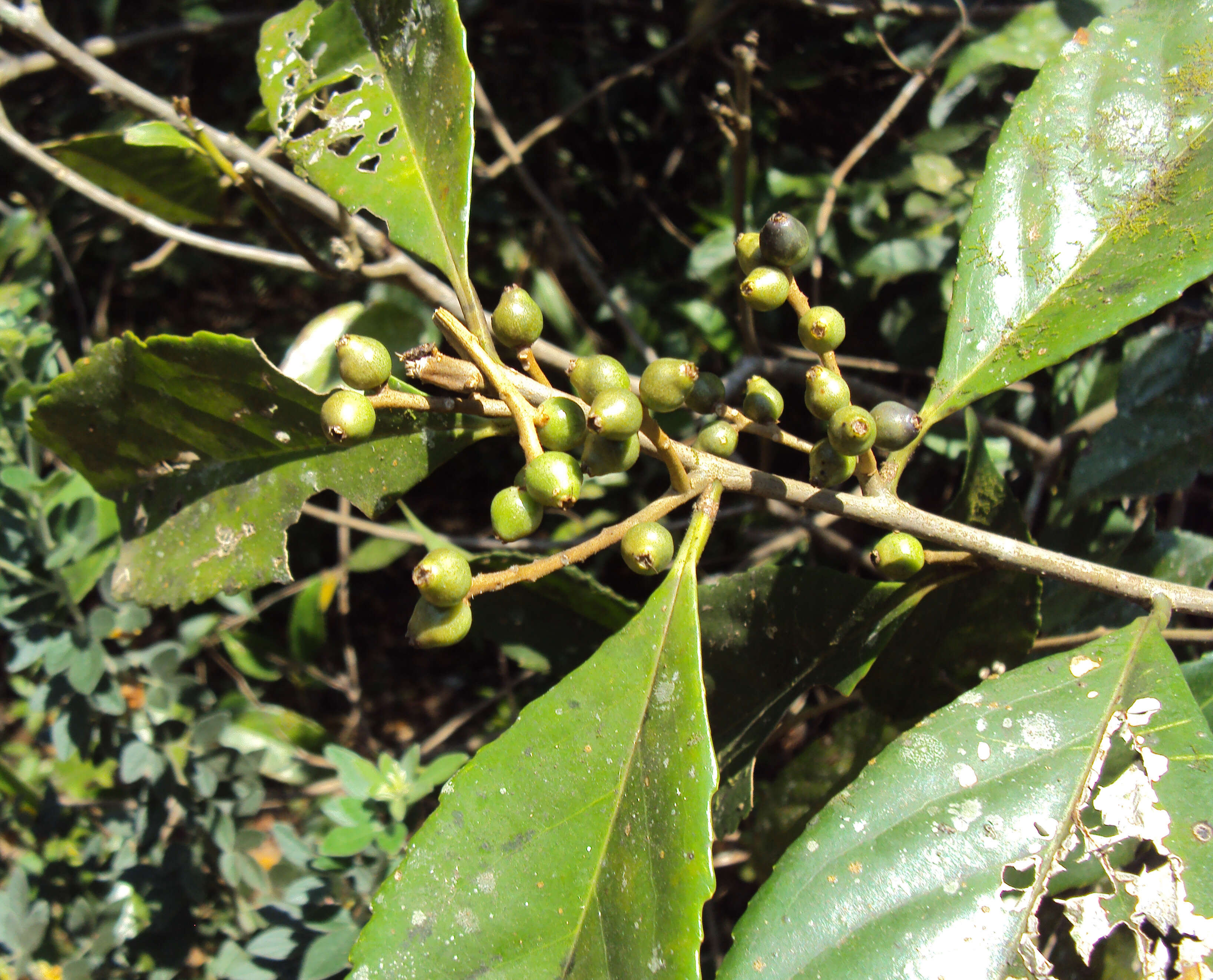 Image of Symplocos cochinchinensis (Lour.) Moore