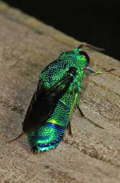 Image of Chrysis smaragdula