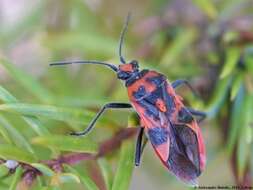 Image of black & red squash bug