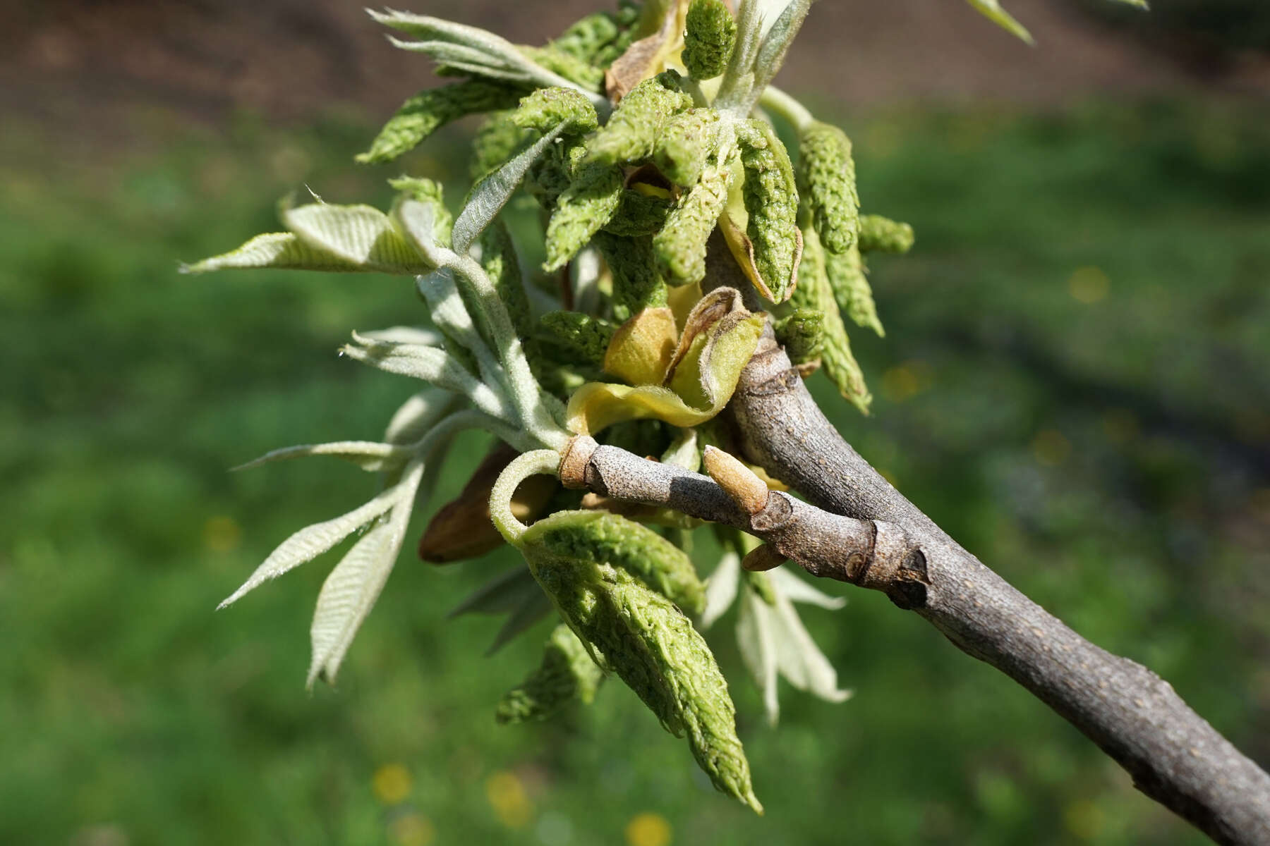 Image of nutmeg hickory