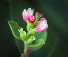 Image of common snowberry