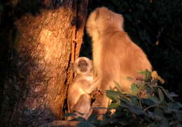 Image of Central Himalayan Langur