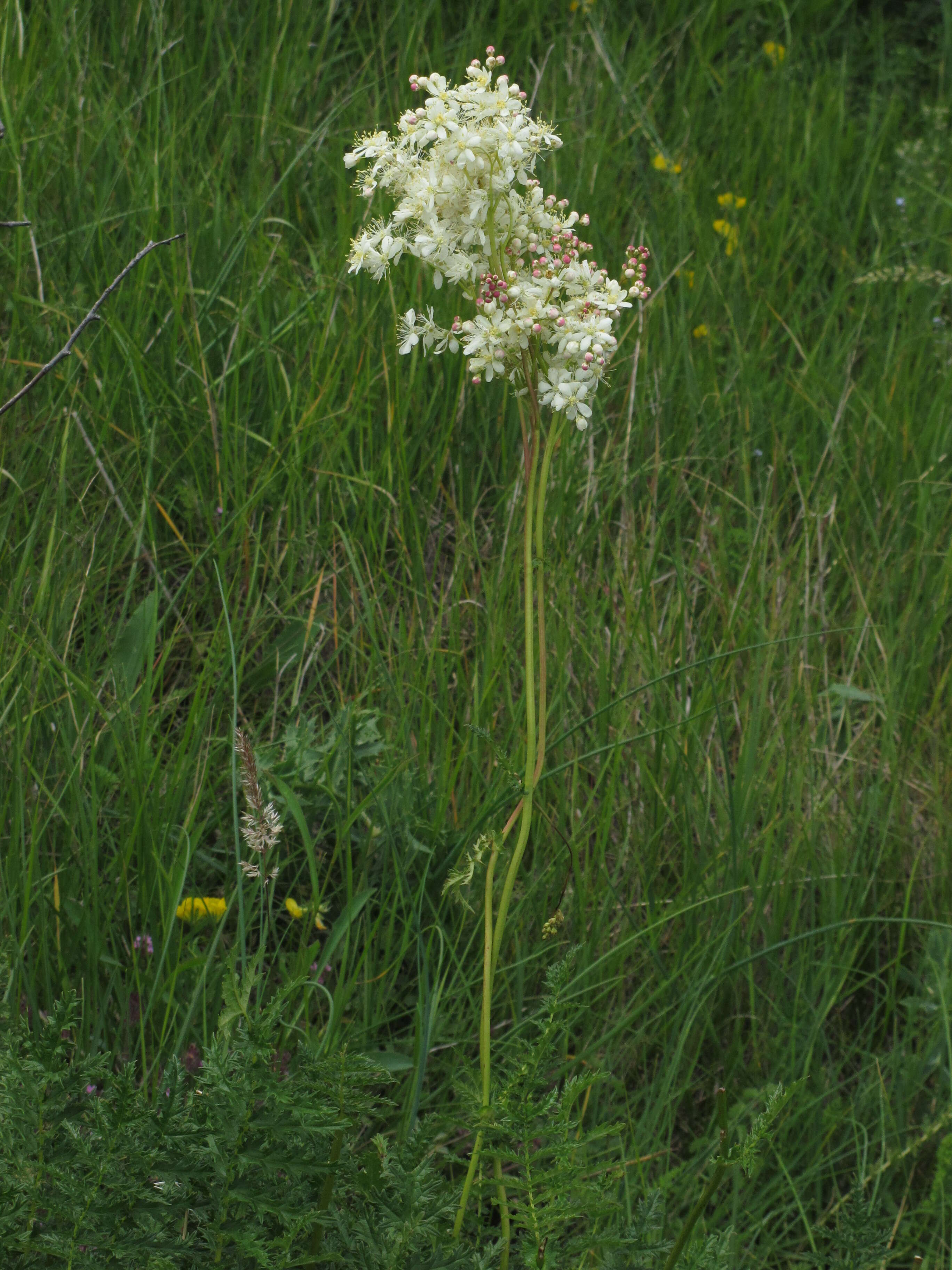 Image of dropwort