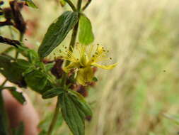 Image of spotted St. Johnswort