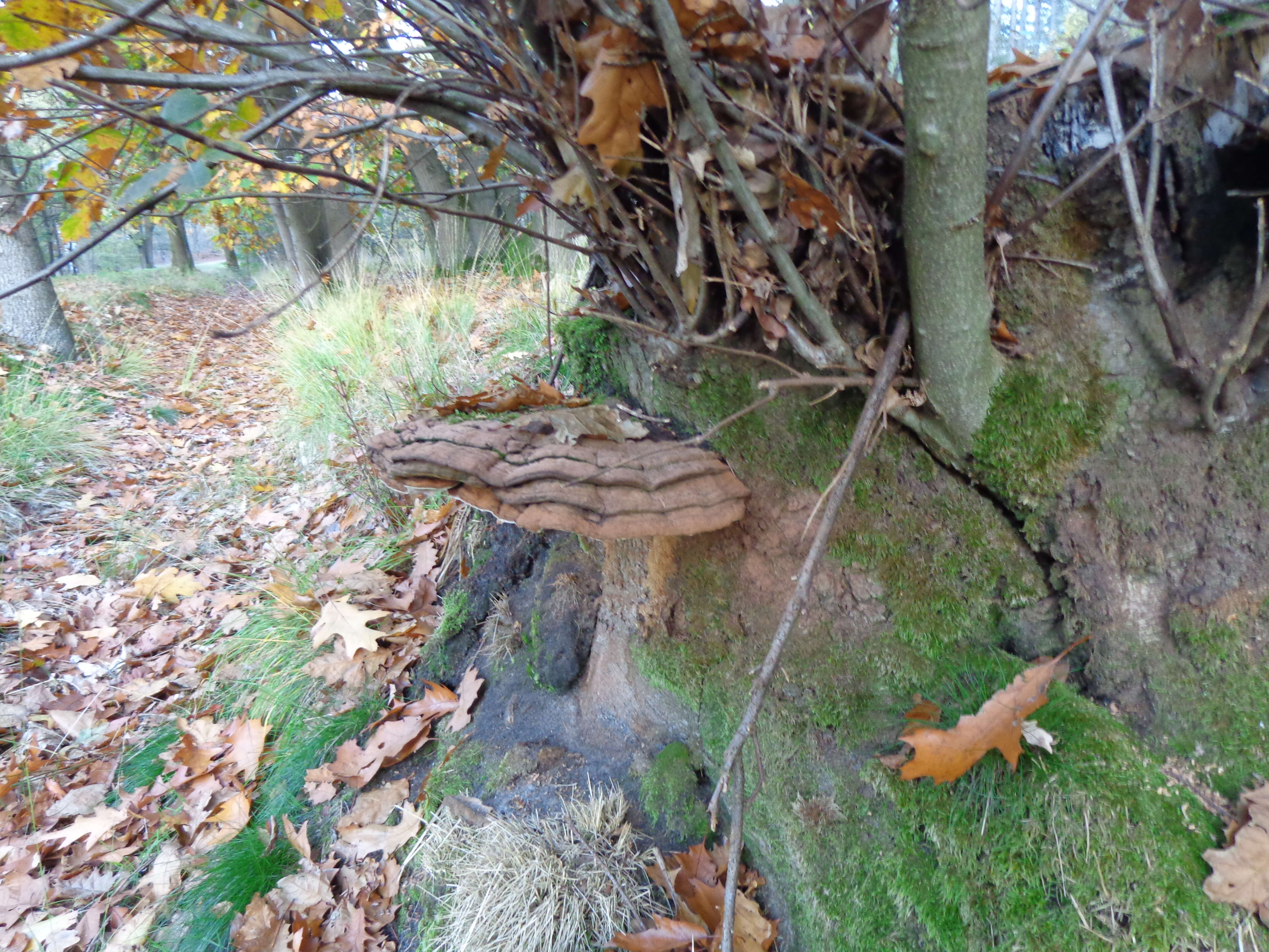 Image of Ganoderma applanatum