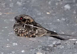 Image of Indian Nightjar