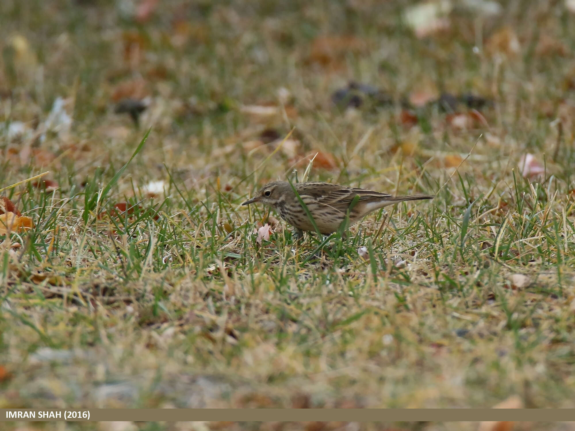 Image of Rosy Pipit